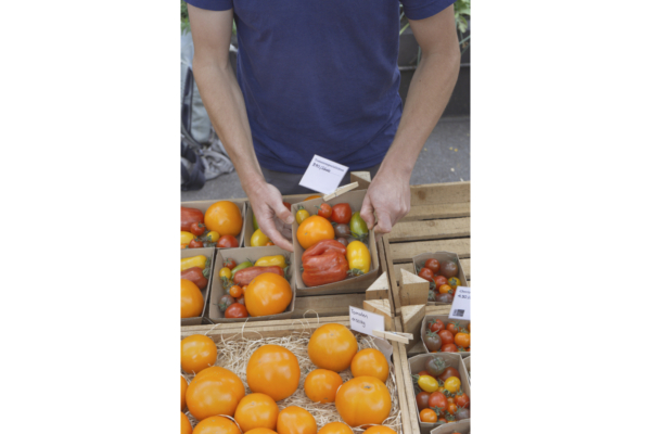 Tomatenvielfalt in Karton-Schalen werden von jemandem in Holzkisten gelegt.